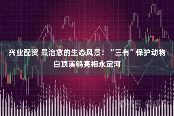 兴业配资 最治愈的生态风景！“三有”保护动物白顶溪鸲亮相永定河